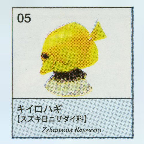 Amazon.co.jp: ユージン 原色図鑑シリーズ10 原色海水魚図鑑1